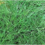 Супердукат ОЕ